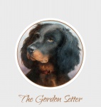 Gordon Setter Dog Vintage