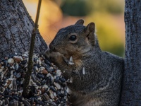 Gray Squirrel In A Tree Eating