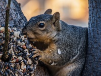 Gray Squirrel In A Tree Eating
