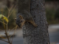 Gray Squirrel In A Tree