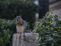 Gray Squirrel With A Peanut