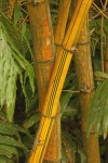 Green Lines On Yellow Bamboo