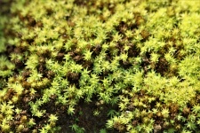 Green Moss Macro Background