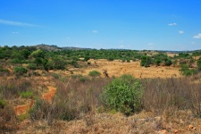 Green Shrubbery And Dry Grass