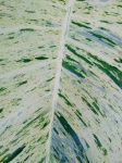 Green Variegated Leaf Texture