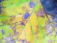 Green Yellow Fall Leaf Texture