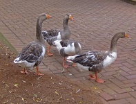 Grey And White Geese On Paving