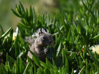 Ground Squirrel Eating Plants