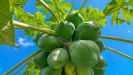 Growing Papaya