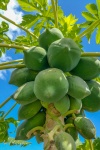 Growing Papaya