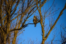 Hawk In Tree