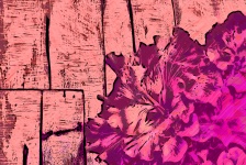 Hibiscus Flower Wood Background