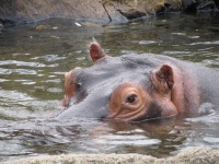 Hippo Close Up