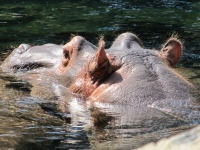 Hippo In Water