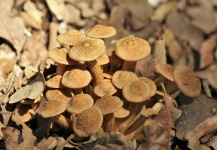 Honey Mushrooms In Leaves