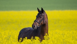 Horse In The Field