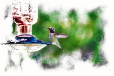 Hummingbird On A Feeder