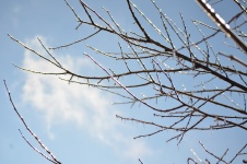 Ice Branch Sky