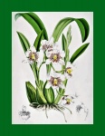 Vintage Illustration Of Flowers - 3
