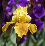 Iris Flower Yellow