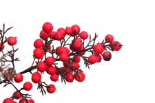 Isolated Red Winterberry