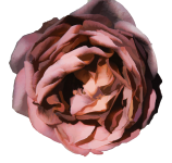 Isolated Rose In Peach