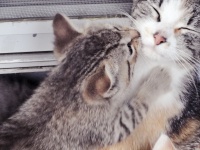 Kitten Kisses