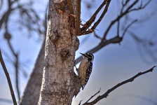 Ladder-Back Female Woodpecker