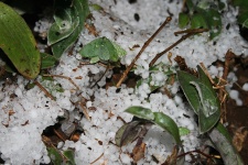 Layer Of Hailstones Between Plants