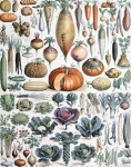 Vegetables By Adolphe Millot
