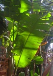 Light Behind Green Banana Plant