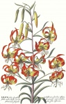 Lily By Georg Ehret 1708-1770