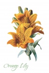 Lily Flower Orange