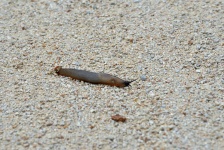 Garden Slug