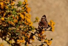 Little Brown Butterfly