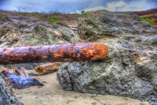 Log Awashed On Shore