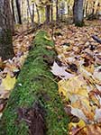 Log Covered In Moss In Fall Leaves