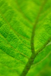 Macro Of A Green Leaf