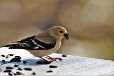 Male Goldfinch On Table
