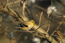 Male Goldfinch On Tree Branch