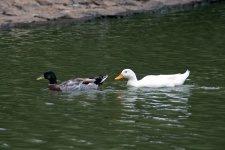 Mallard Drake And White Duck On Dam