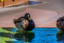 Mallard Duck In Fountain