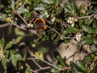 Milbert's Tortoiseshell Butterfly