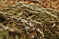 Moss And Lichens On Stone