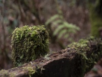 Moss Covered Fencepost