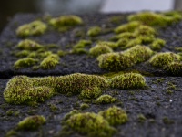 Moss On A Fence Post