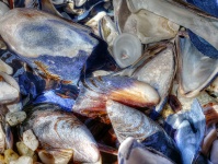 Mussel Shells Background