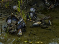 Mussels In Green Water
