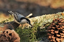 Nuthatch And Pine Cones