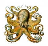 Octopus Haeckel
